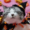 貴昭マビノギデュエル