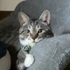 ぎんちゃんくん