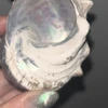 上海蟹
