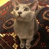 ぬこ