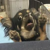 ゆもくん