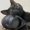 しんこいわ