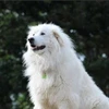 nekocyan