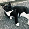 てす