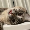 たし