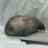 きっしゃん