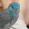 かなごん
