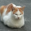 のらねこ