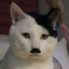 NiaFuhrer