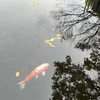 てれててん