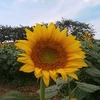ひまわり