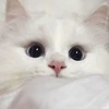 あいうえ音楽