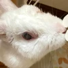 ティエリアンリ