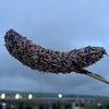 ランガール