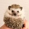 シーチキン