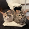 ノアール
