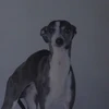 犬