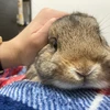 Shunsuke