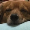 おうどん