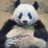 りり