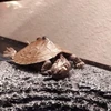 しおのたり