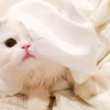 れい