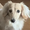 ねこだぴょん
