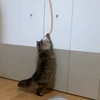 きっと猫