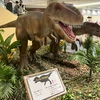 さっこ