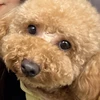 ゆちゃ