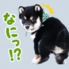 辻村愛貴