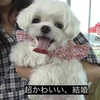 犬