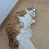 猫好き