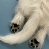 アゲアゲエブリナイト