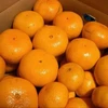 みかん