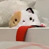 おにぎり