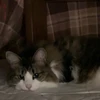 Neko
