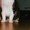 のり