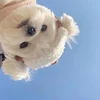 ___.rena