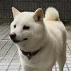 maru_eigasuky