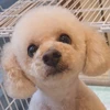 アヒージョうまい