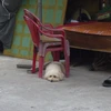 キチノスケ