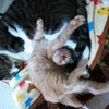 猫好きの鳩