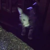 律