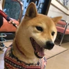 sayu