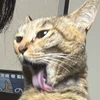 matsukintoki