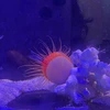 はるこ