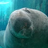 しろくまマナティ