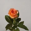 Ts