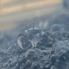 ひらた
